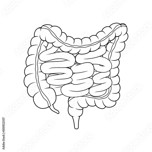 Human intestinal organs line art vector isolated. © Maman