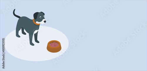 Meal time. hungry dachshund sausage dog. Portrait of black short hair Chihuahua dog sitting beside dog food bowl. waiting for his eating meal. Pet's health or behavior concept. illustration. 338 photo