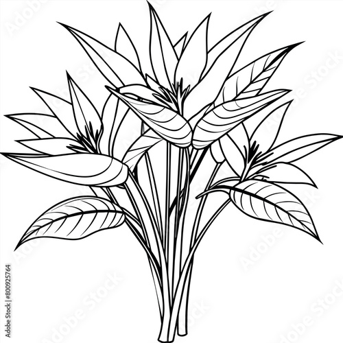 Bird of Paradise Flower Bouquet outline illustration coloring book page design, Bird of Paradise Flower Bouquet black and white line art drawing coloring book pages for children and adults