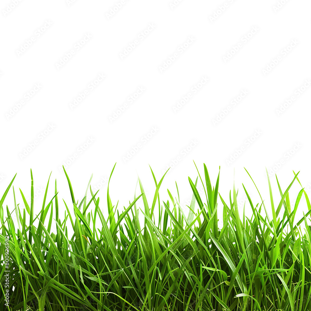 Fototapeta premium fresh green grass isolated on transparent background