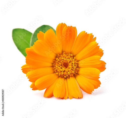 Marigold flower on white backgrounds