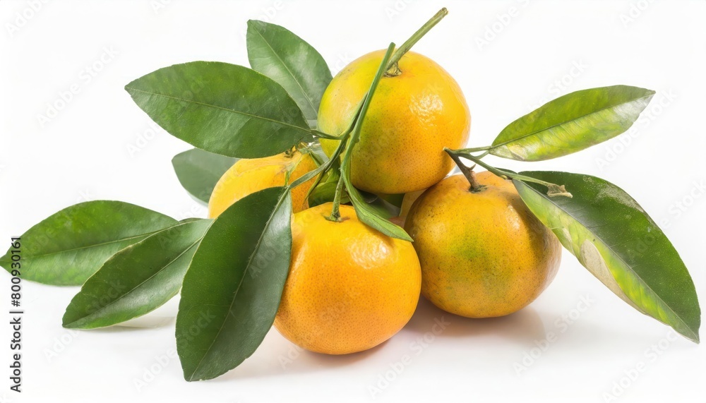 on white background. Bunch of orange with branch and leaves isolate on white background. Bunch of orange with branch and leaves isolate