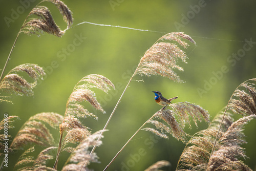 A male Bluethroat sits on the reed between reeds with a green background on a sunny spring day.  photo