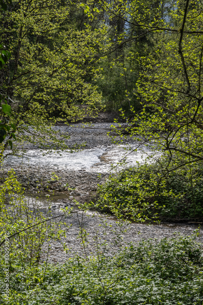 L'Allondon rivière sauvage et naturel juste avant l'embouchure du Rhône L'Allondon rivière sauvage et naturel juste avant l'embouchure du Rhône