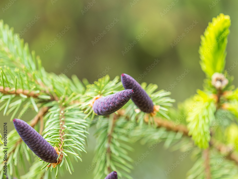 A young female cone of ordinary spruce, it is pink and its scales invitingly open in anticipation of pollen. Young cones of a Blue Spruce. A young female cone of ordinary spruce, it is pink and its scales invitingly open in anticipation of pollen. Young cones of a Blue Spruce.