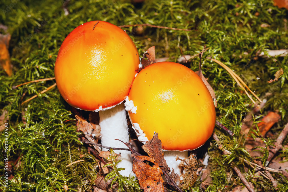 pink mushrooms myrtle in the forest. Amanita muscaria pink mushrooms myrtle in the forest. Amanita muscaria