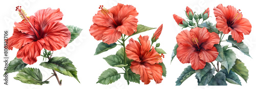 Hibiscus flower set,Watercolor painted flowers, Red Hibiscus flower on a white background.