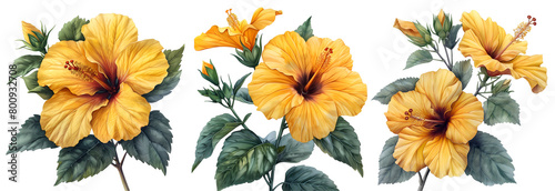 Hibiscus flower set,Watercolor painted flowers, Yellow  Hibiscus flower on a white background.