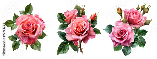 rose flower set, Watercolor painted flowers, pink roses in full bloom on white background