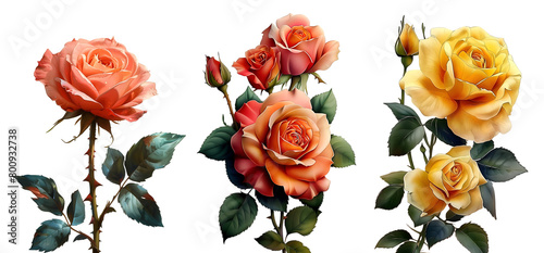 rose flower set, watercolor painted flowers Red, orange and yellow roses blooming on a white background
