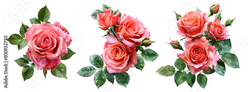 rose flower set, Watercolor painted flowers, Red-pink roses in full bloom on white background