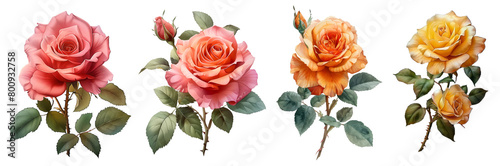 rose flower set, watercolor painted flowers Red,pink, orange and yellow roses blooming on a white background.
