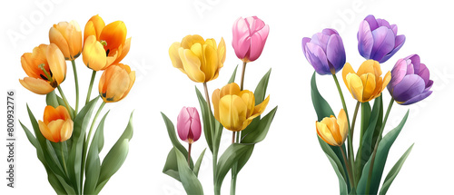 Tulips flower set, Watercolor painted flowers,Bouquet of tulips on white background.