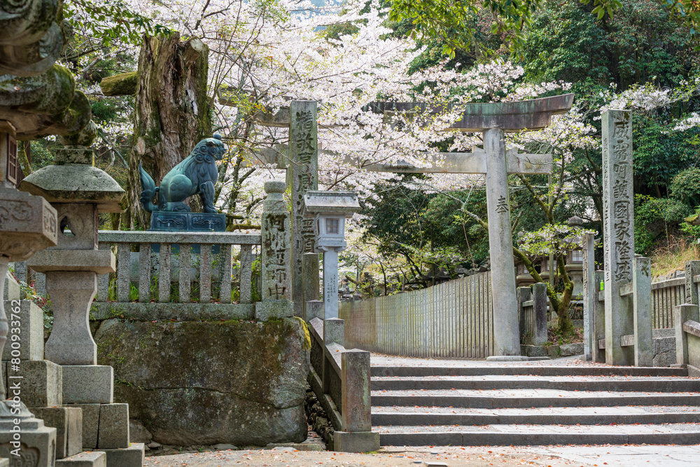 Kotohira, Kagawa, Japan - April 7 2024 : Torii Gate of Konpira Shrine ( aka Konpira-san or Kotohira-Gu ). Cherry blossoms bloom along the Sando visiting path in the spring. Kotohira, Kagawa, Japan - April 7 2024 : Torii Gate of Konpira Shrine ( aka Konpira-san or Kotohira-Gu ). Cherry blossoms bloom along the Sando visiting path in the spring.