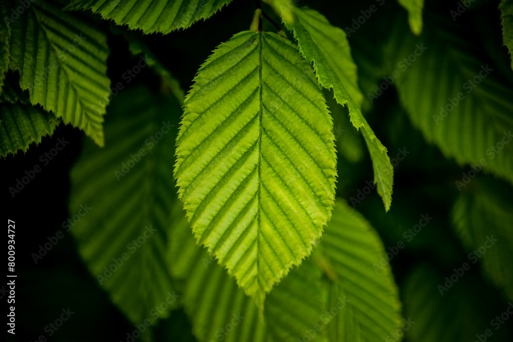 Leuchtendes grünes Blatt: Fokus auf die Schönheit der Natur Leuchtendes grünes Blatt: Fokus auf die Schönheit der Natur
