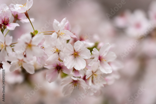 Close up of a branch of Somei Yoshino cherry blossom in spring. photo