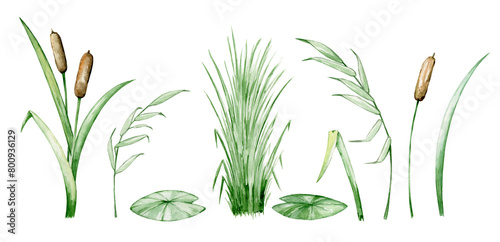 sedge reeds swamp plant set, watercolor set photo