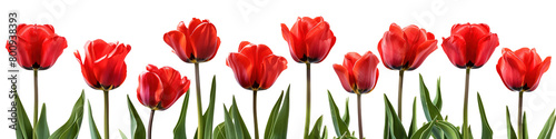 red tulip bushes on a transparent background