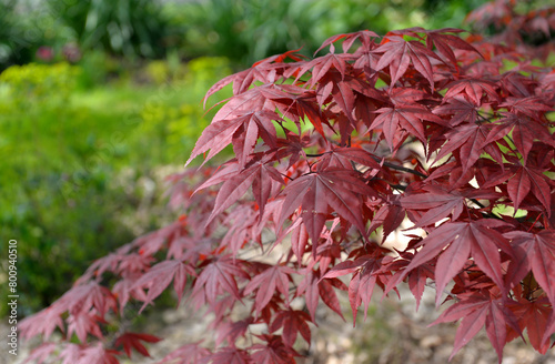 cluseup on red leaf of a japanese maple tree in a garden