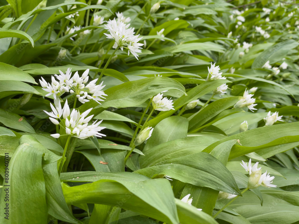 white flowers of ramsons wild garlic blooming in a forest white flowers of ramsons wild garlic blooming in a forest