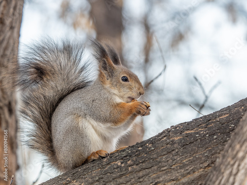 The squirrel with nut sits on tree in the winter or late autumn