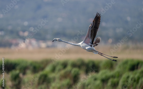 greater flamingo in flight over the lagoon of delta ebro river	