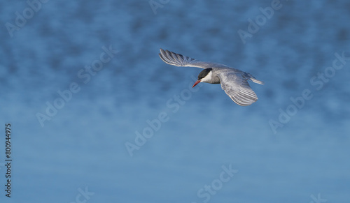whiskered tern in flight over the lagoon	