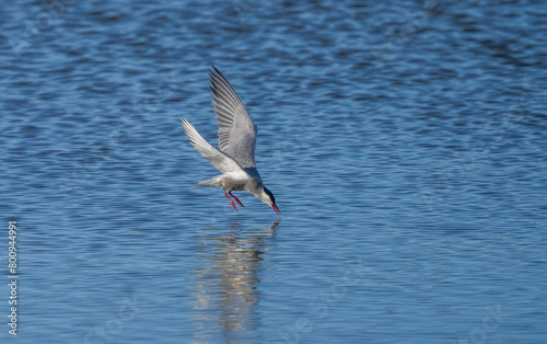 whiskered tern fishing in the lagoon 