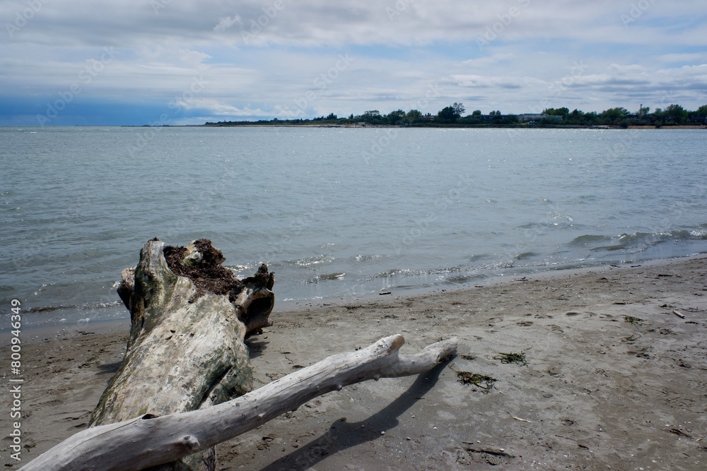 tree trunk on the seashore of a beach