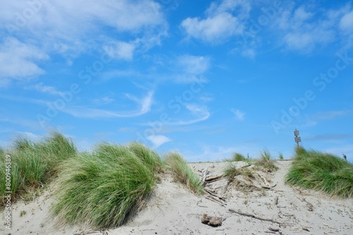 Grass on the sand of beach dunes under a blue sky photo