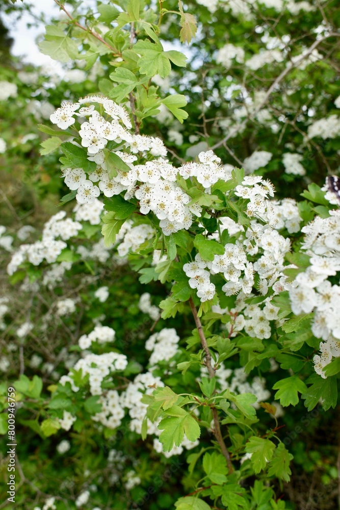 howthorn flowers on a bush during a spring day howthorn flowers on a bush during a spring day