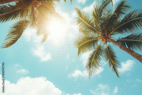Tropical palm trees under blue skies and sunshine on a sunny day