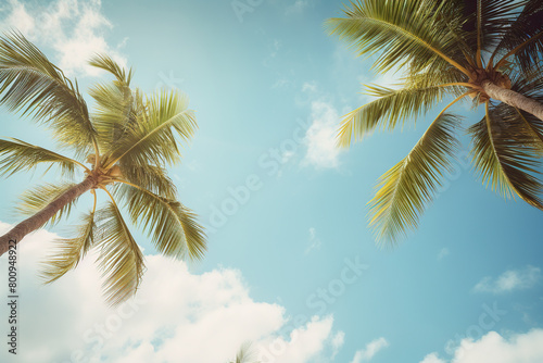 Tropical palm trees under blue skies and sunshine on a sunny day