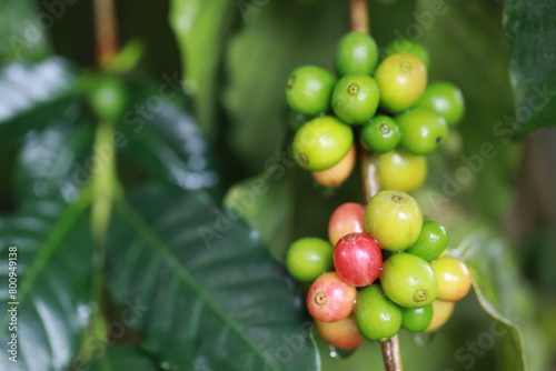 organic arabica coffee beans agriculturist in farm.harvesting Robusta and arabica coffee berries by agriculturist hands,Worker Harvest arabica coffee berries on its branch, harvest concept.
