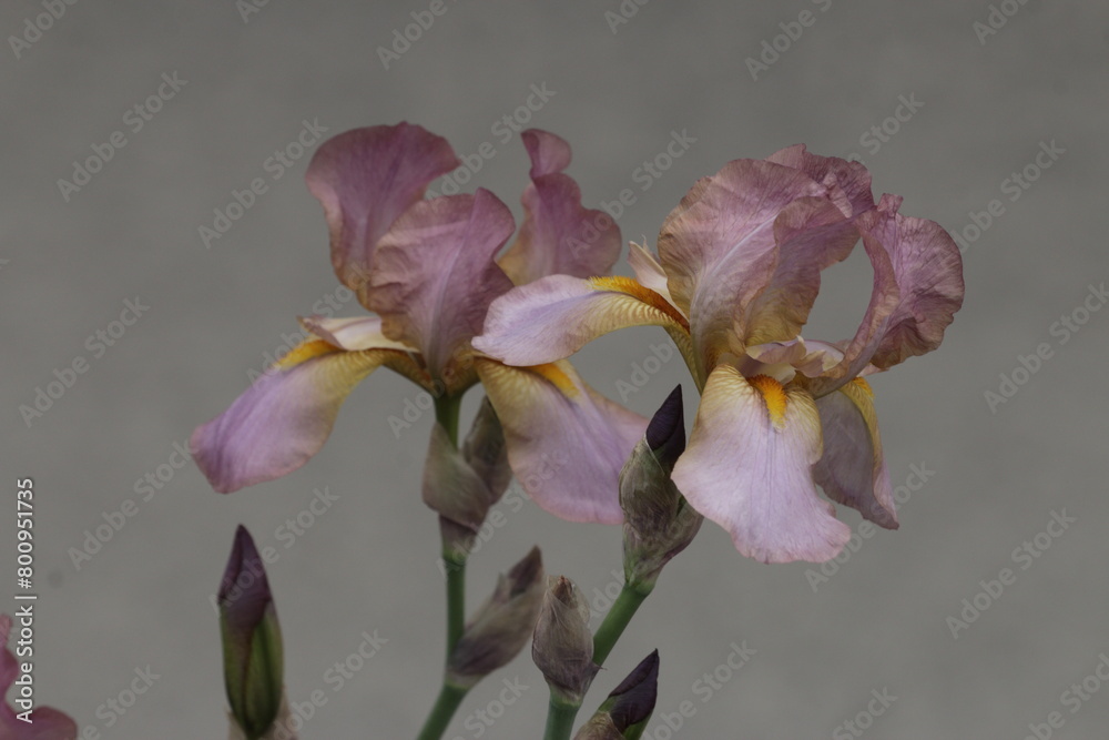 Obraz premium iris flower