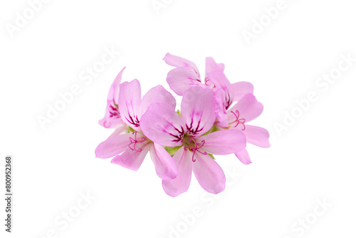 Fototapeta Naklejka Na Ścianę i Meble -  pink flowers of rose geranium isolated on a white background