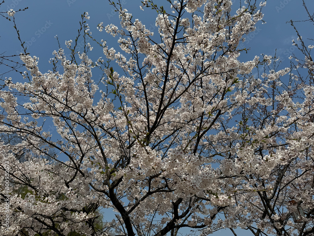 korea cherry blossom nature attraction white pink korea cherry blossom nature attraction white pink