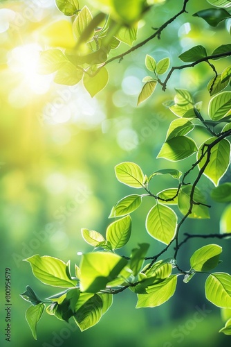 Fresh green leaves on branch backlit sun