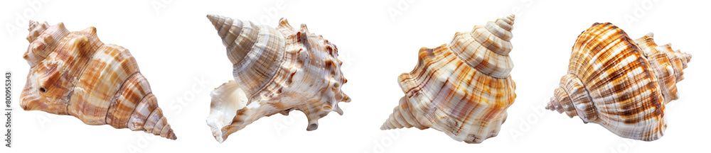 Sea Shell Isolated, PNG set Sea Shell Isolated, PNG set