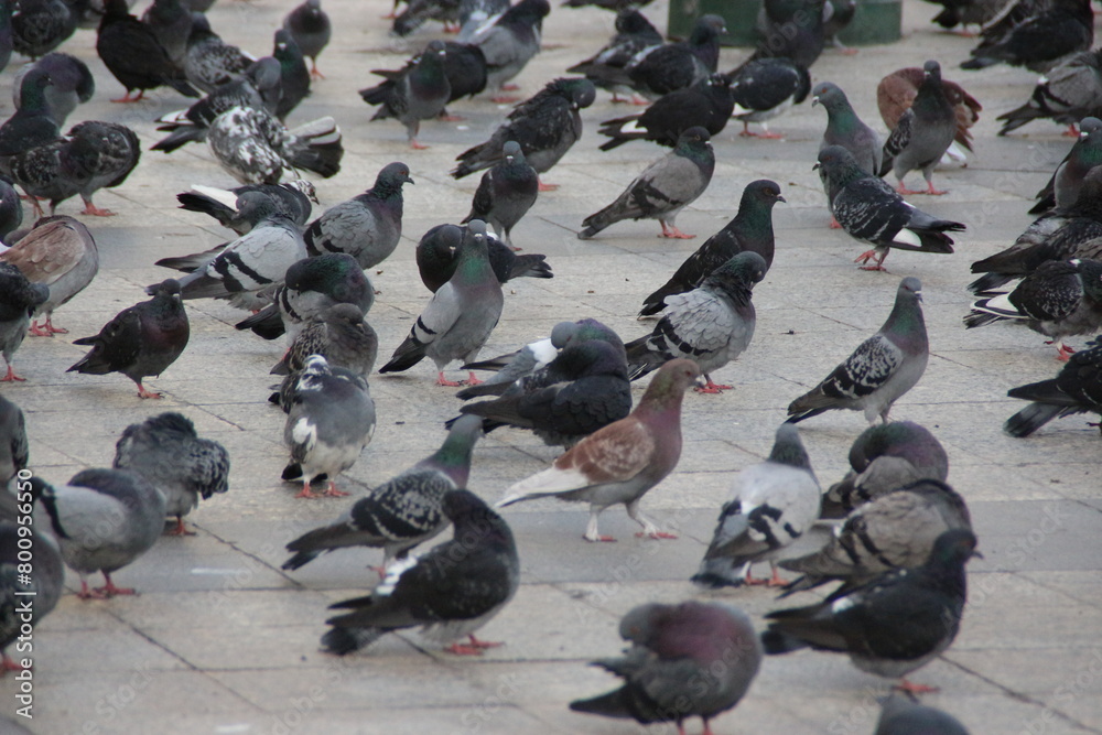 palomas palomas