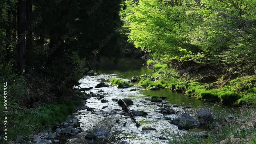 小川　清流　せせらぎ　森