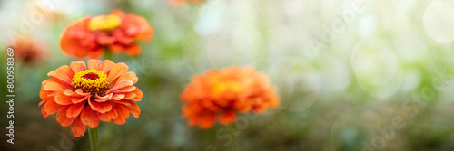 Vivid orange Zinnia flowers with delicate petals on blurred green background with sun glare. Banner
