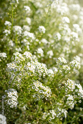 White flowers blooming amidst green grass as ground cover. Selective focus. Blurred backdrop.