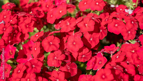 Floral cover of vivid red Phloxes flowers as background or wallpapers. Selective focus.