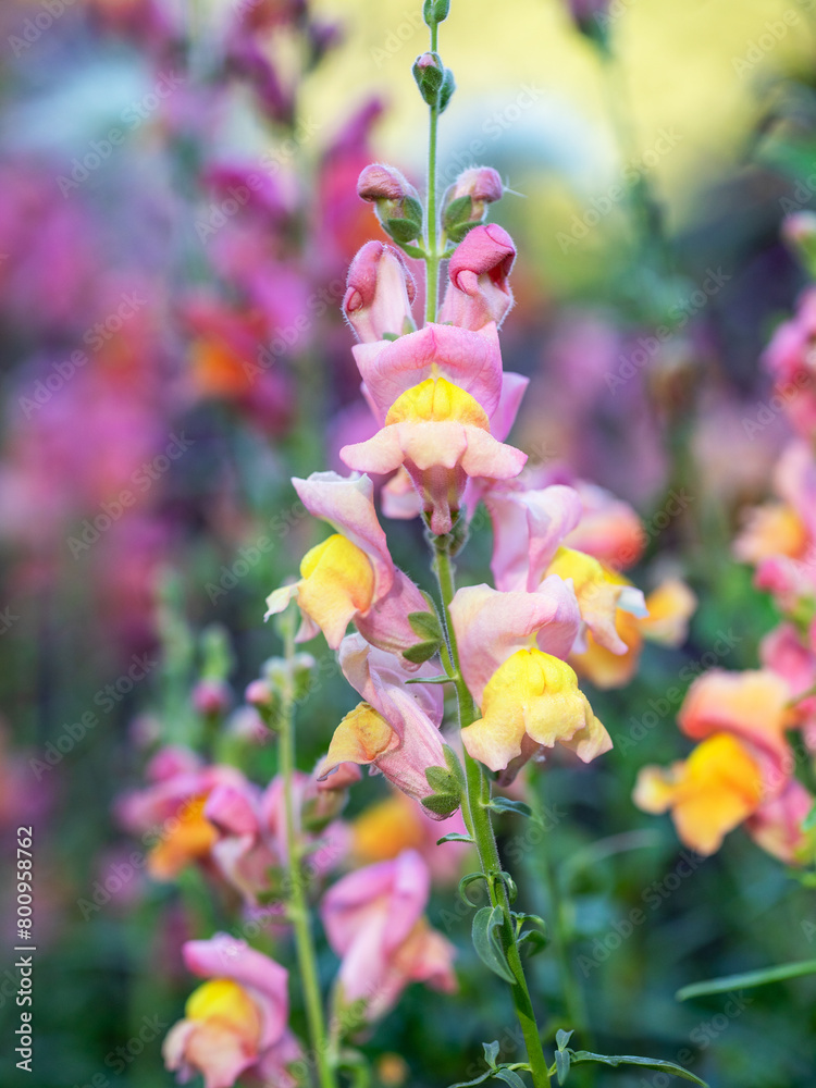 Closeup of pink snapdragon flower with yellow center, part of the Plantain family, on flower bed. Closeup of pink snapdragon flower with yellow center, part of the Plantain family, on flower bed.