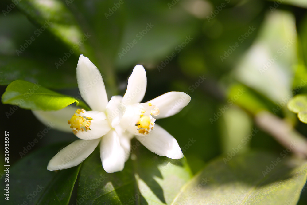 blooming tangerine orange tree in a garden, sunny day