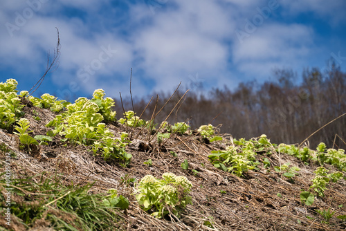 Wallpaper Mural 青空にフキノトウ Torontodigital.ca