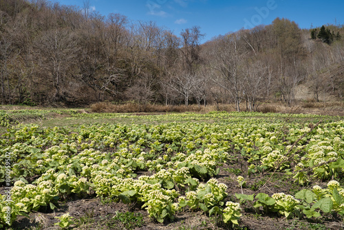 Wallpaper Mural 群生のフキノトウ Torontodigital.ca