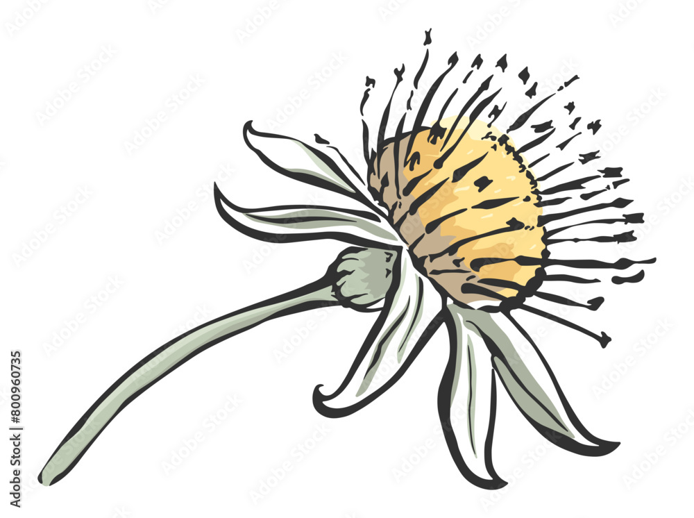 dandelion flower drawing without background dandelion flower drawing without background