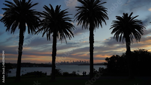 Palm Trees at Sunset in Sydney Australia